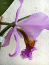 Cattleya percivaliana var. miniatum 